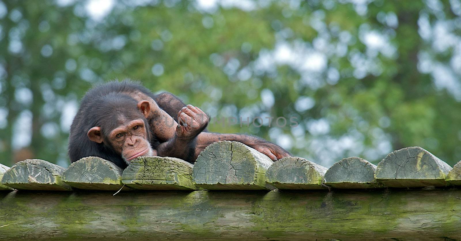 Chimpanzee laying down with a sad expression on his face.