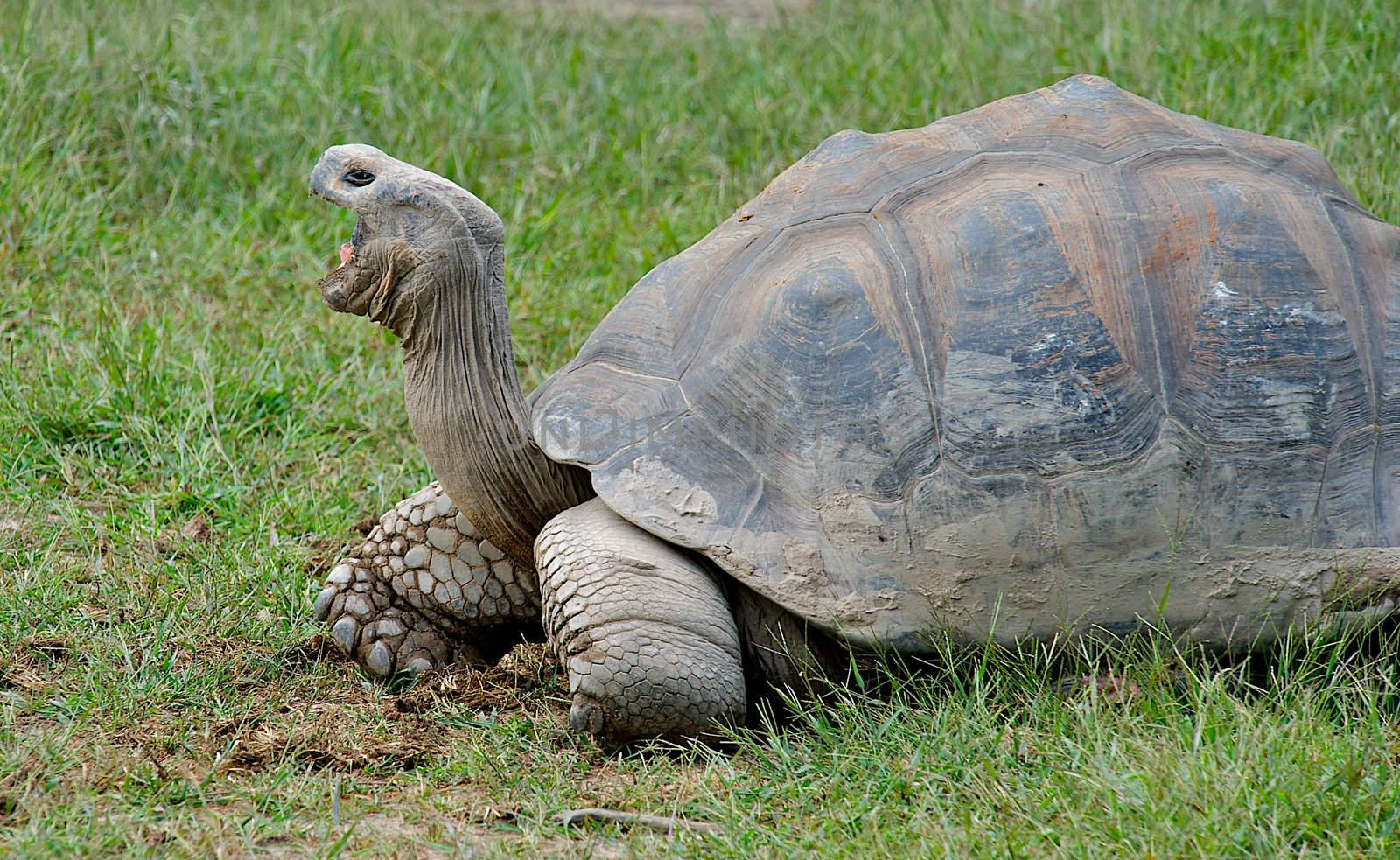 Giant Galapagos Turtle by dmvphotos