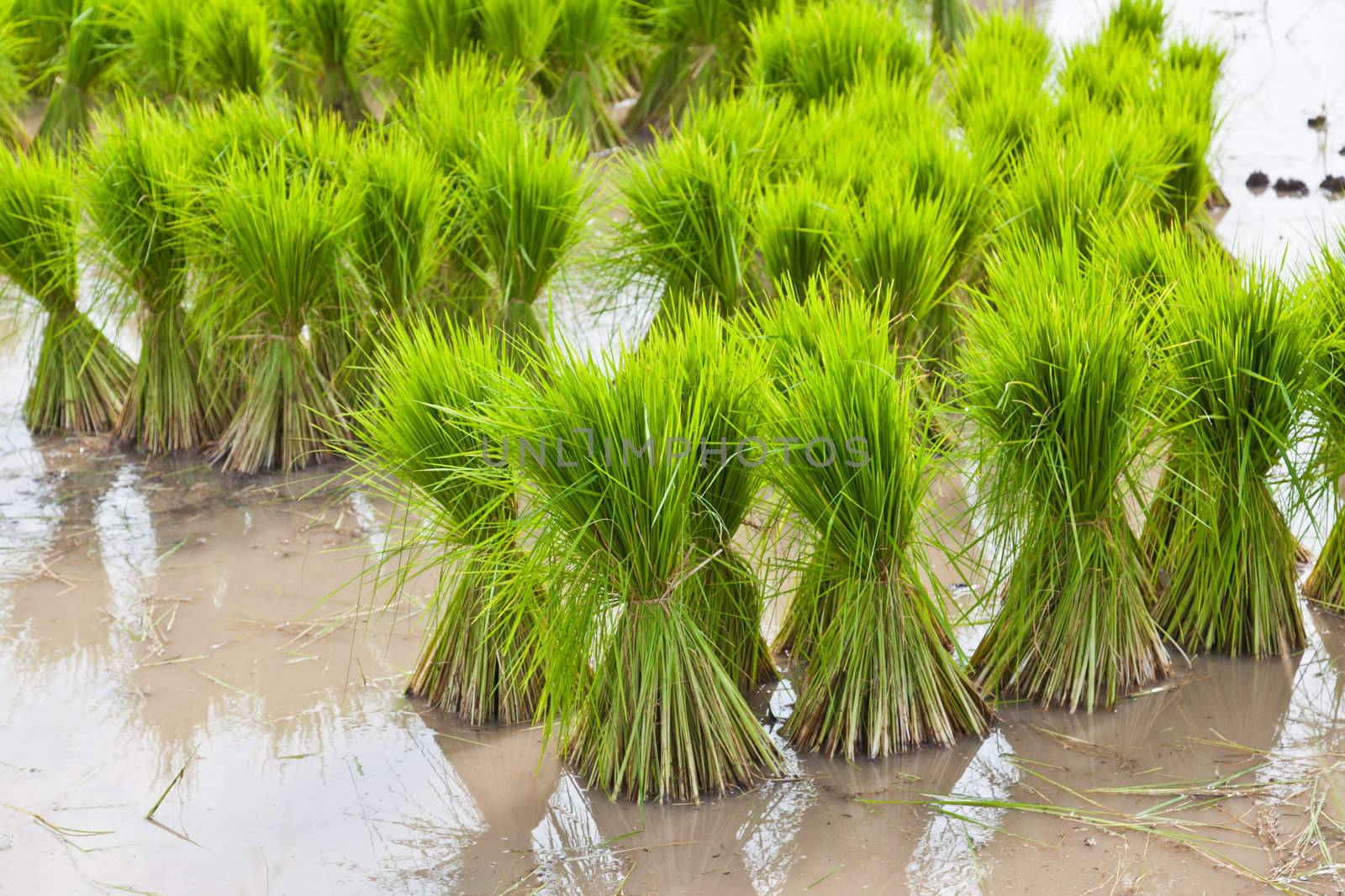 Sprout, Thai Rice field by FrameAngel