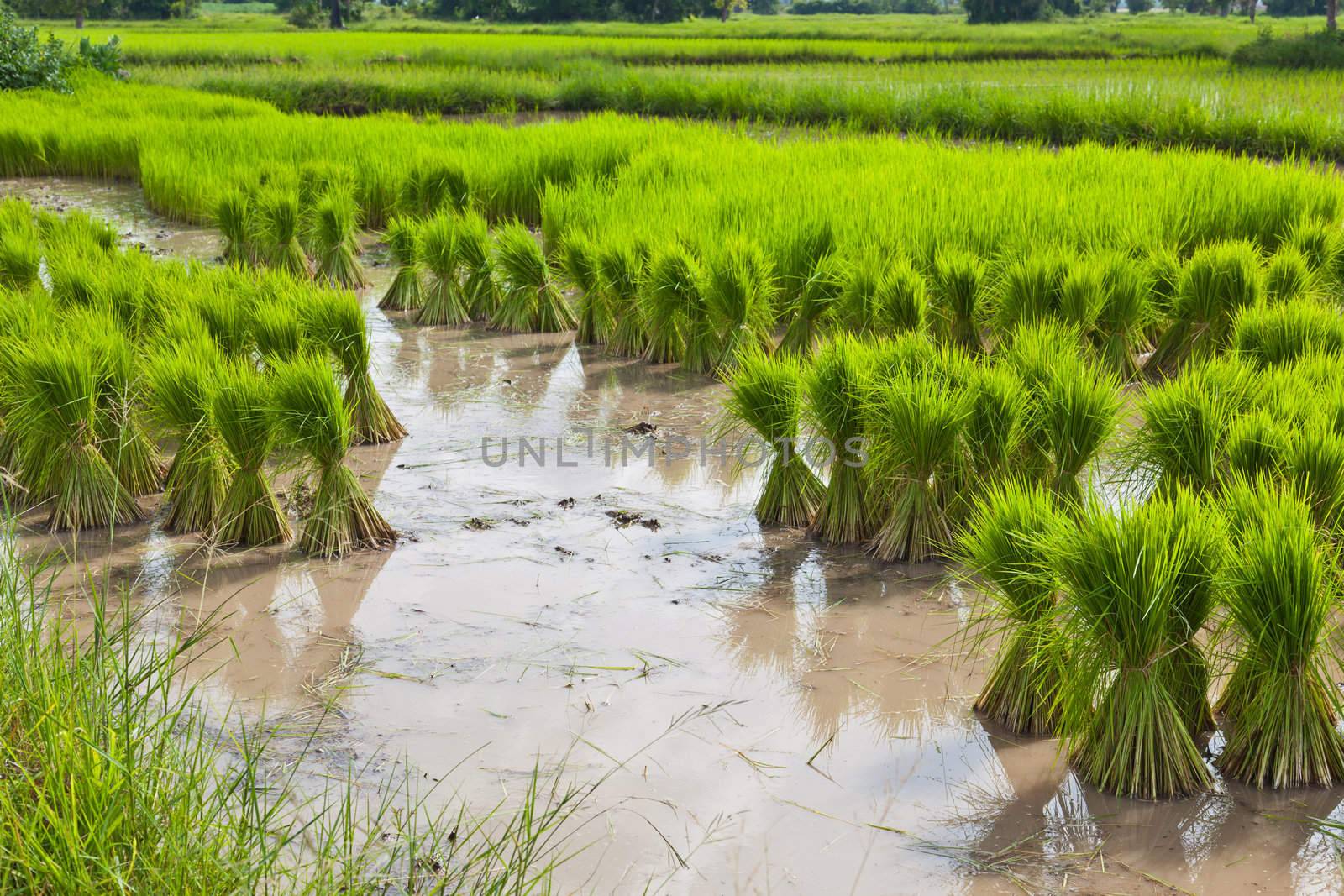 Sprout, Thai Rice field by FrameAngel