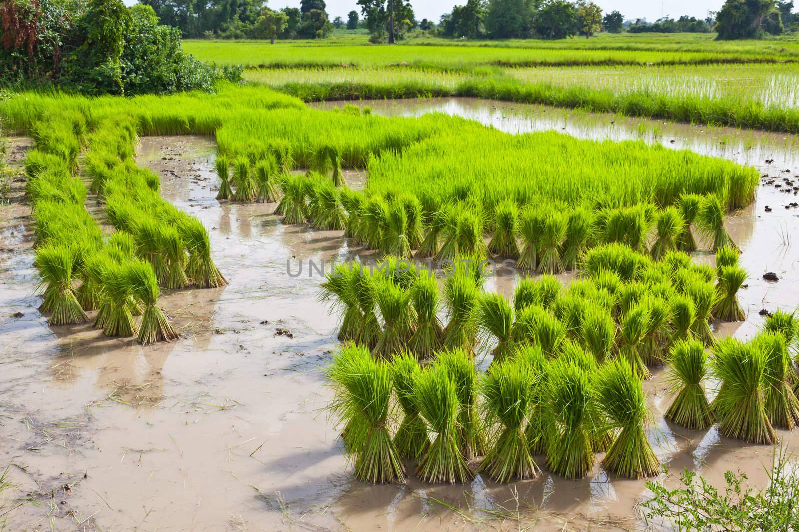 Sprout, Thai Rice field by FrameAngel