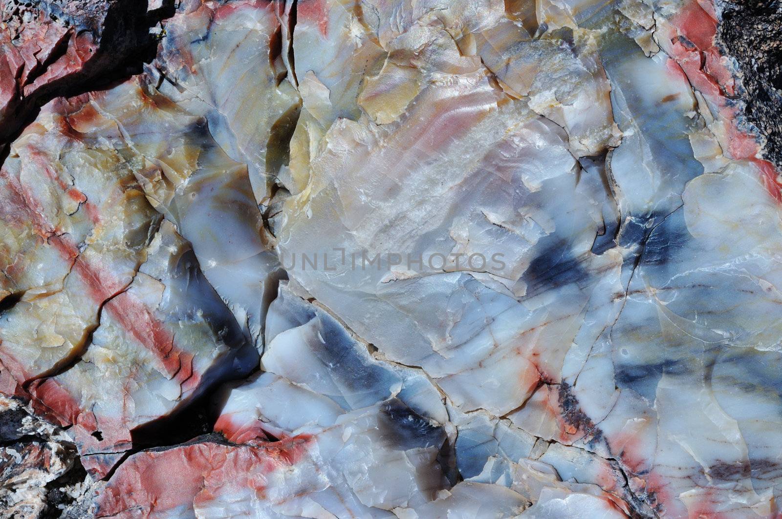 an abstract texture of petrified wood geology subject