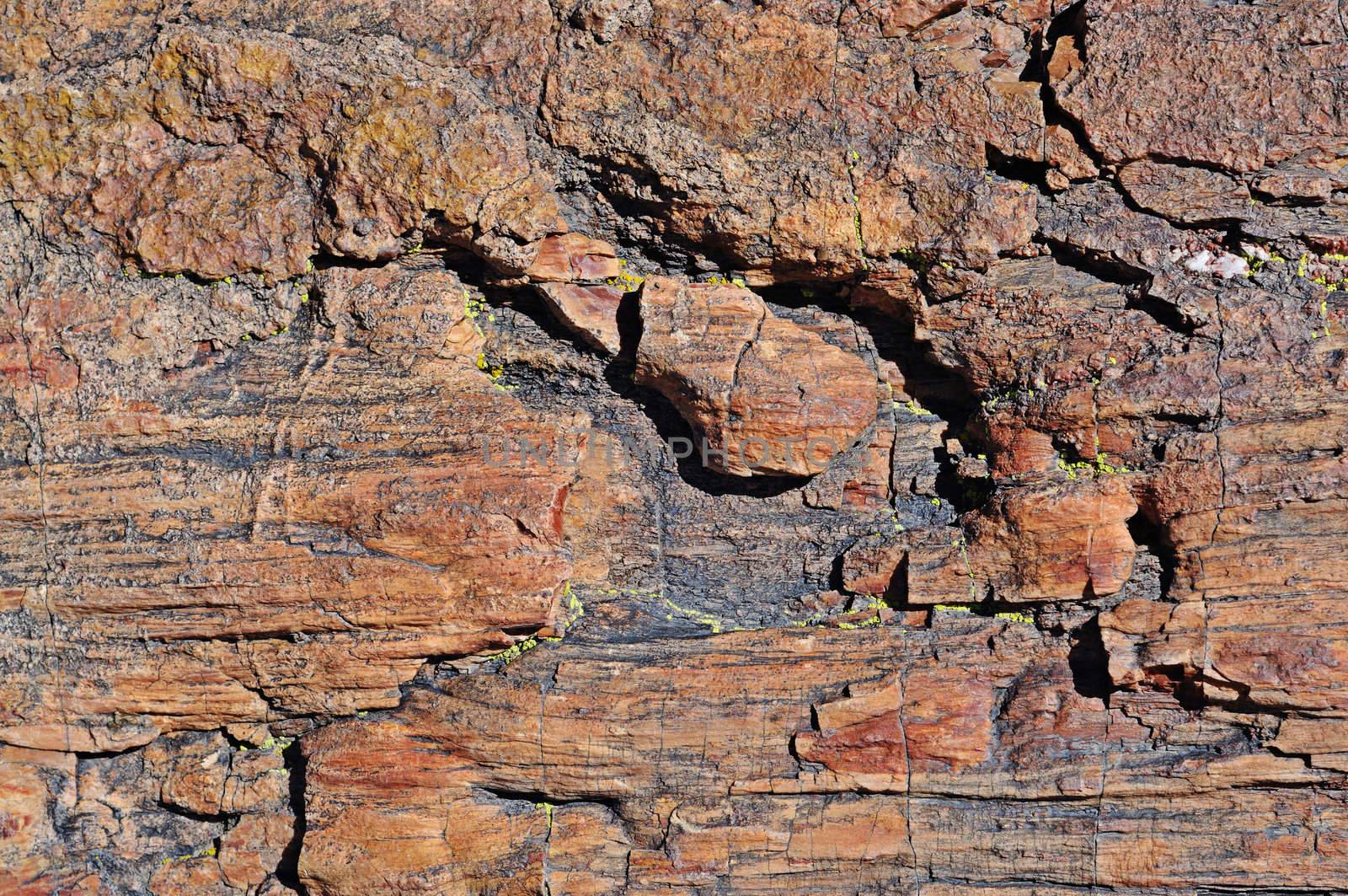 petrified wood texture by PDImages