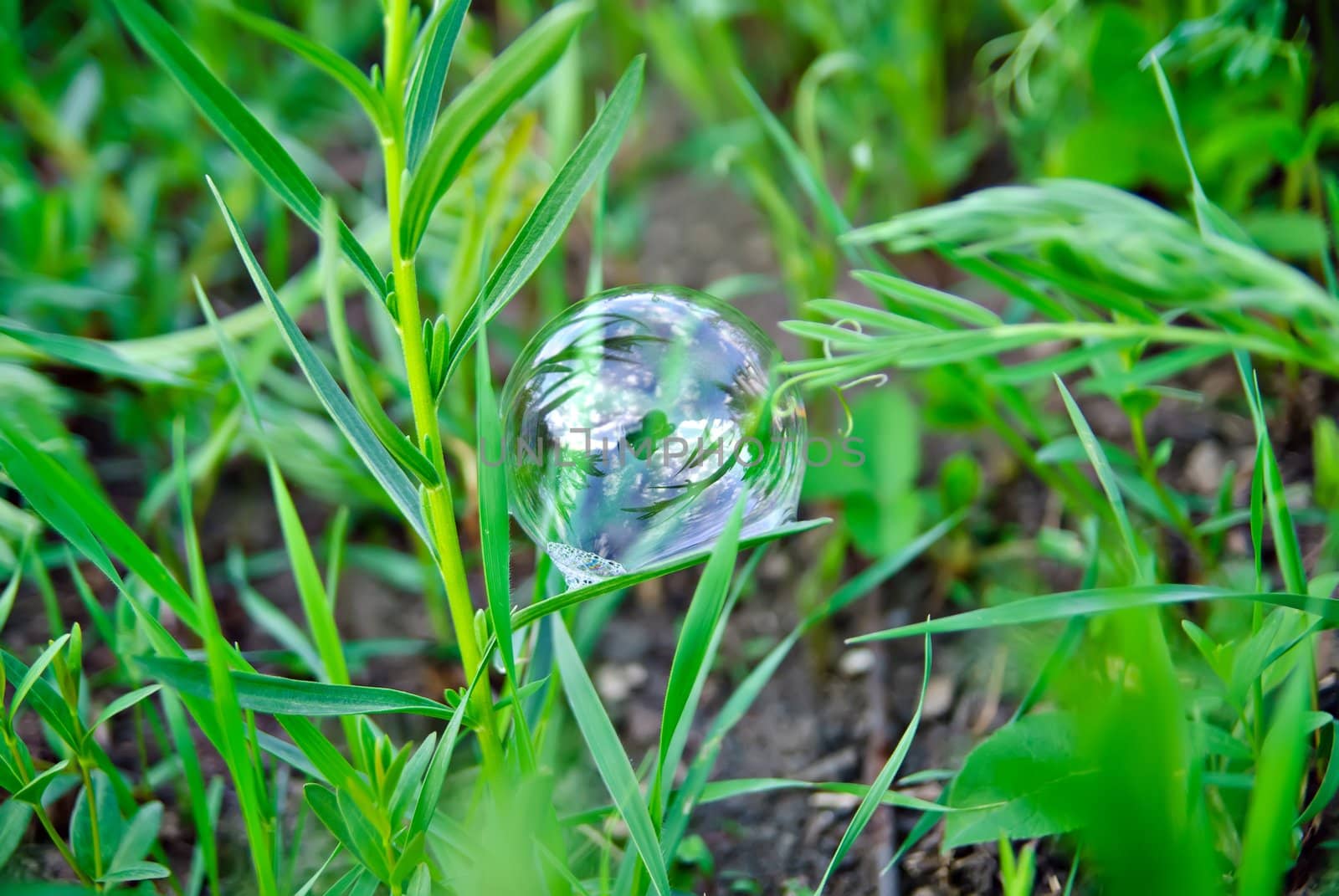 Bubble in the green grass