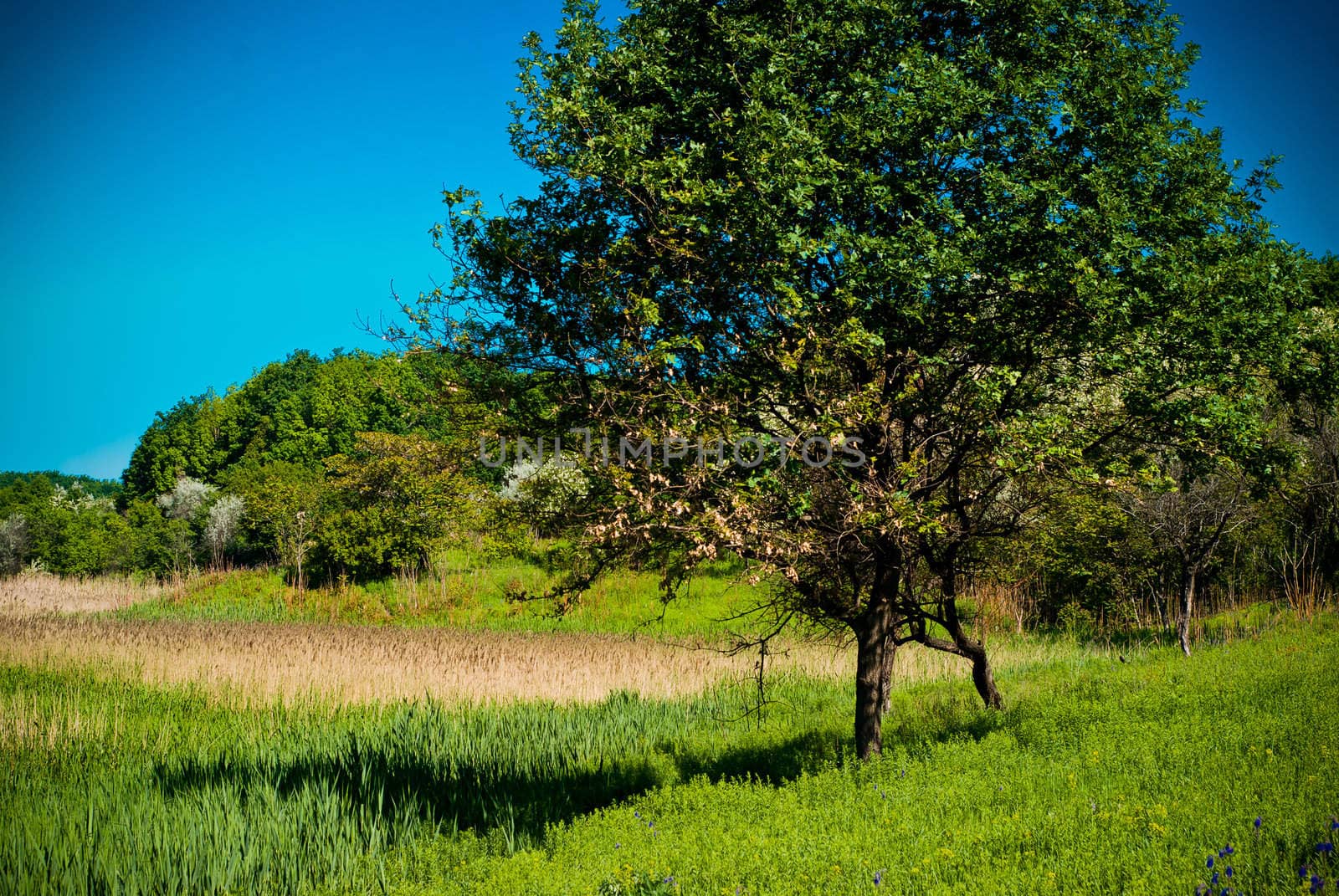 Landscape with a tree on a meadow