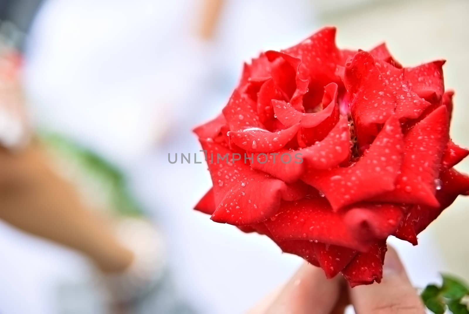Red rose against the blurred background