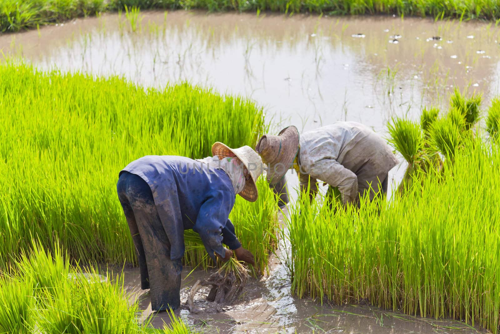 Farmer in rice field, Thailand