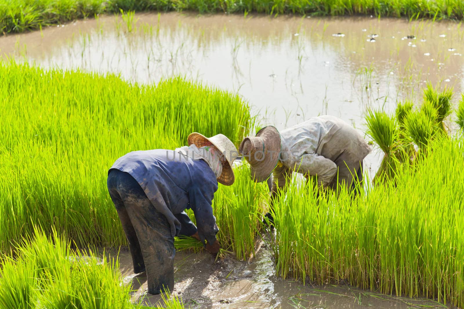 Farmer in rice field, Thailand