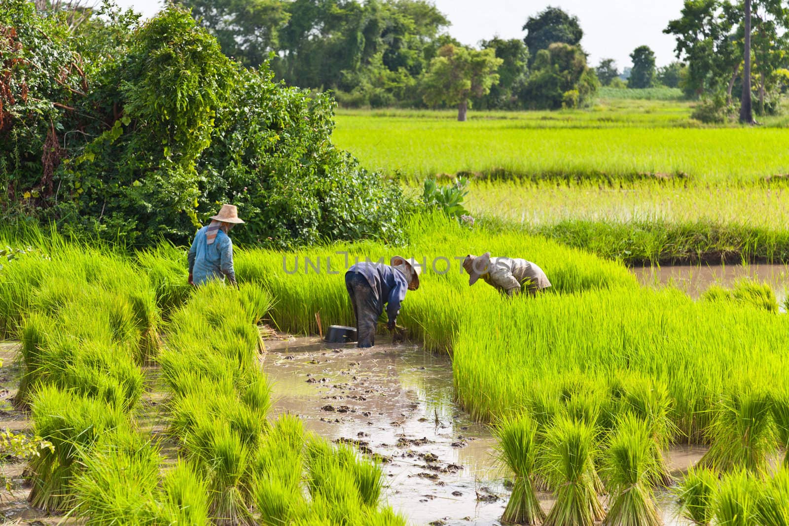 Farmer in rice field, Thailand by FrameAngel