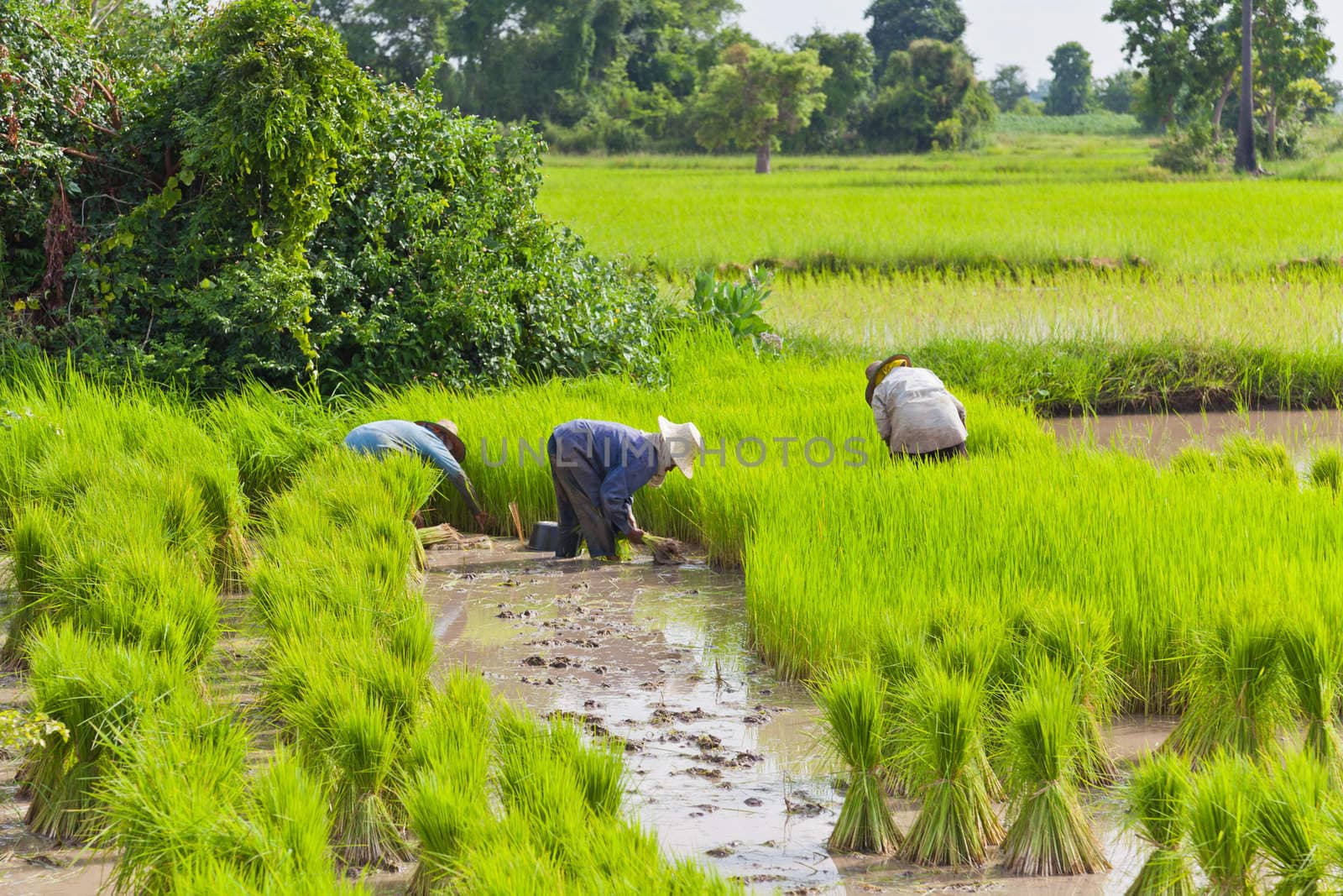 Farmer in rice field, Thailand