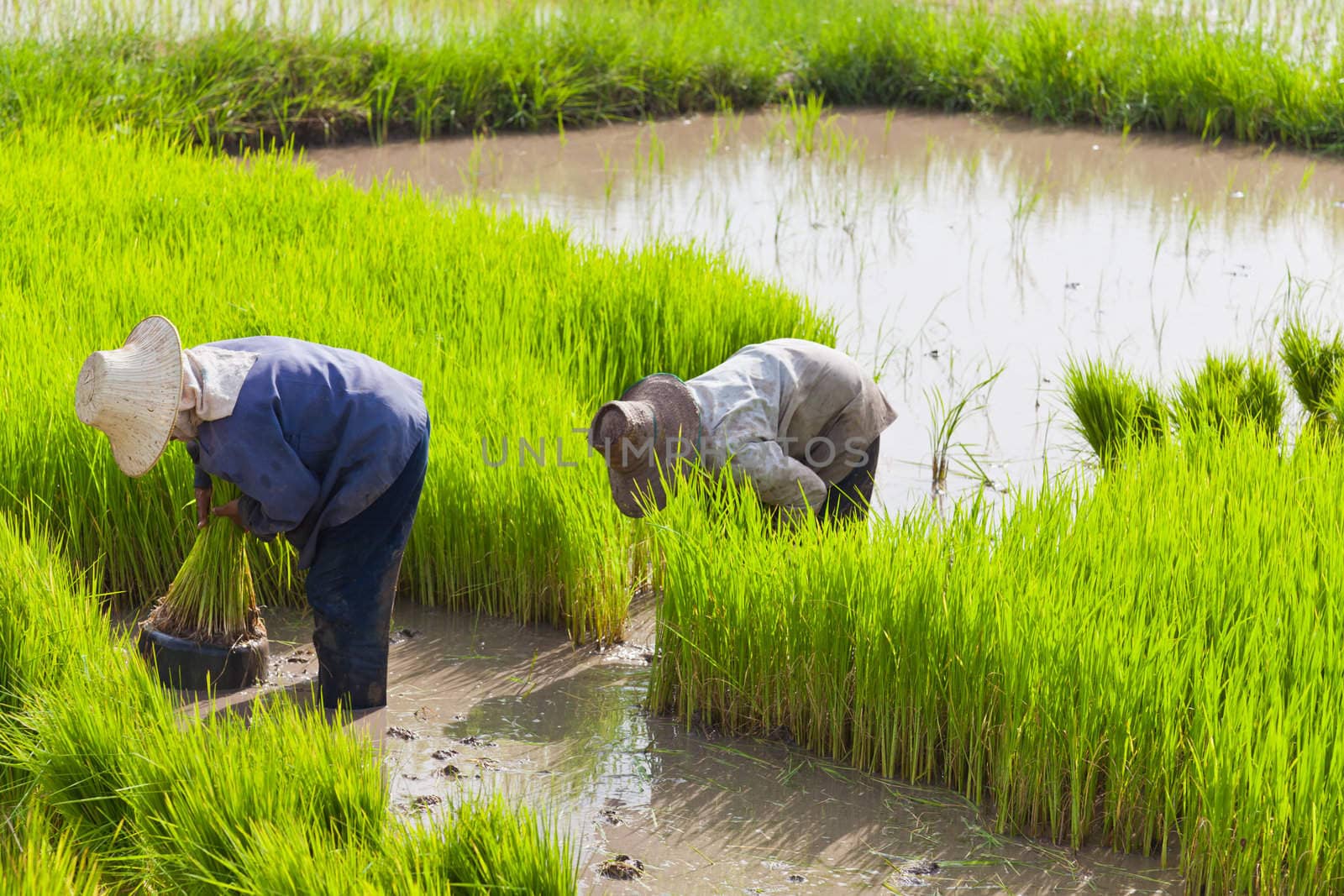 Farmer in rice field, Thailand