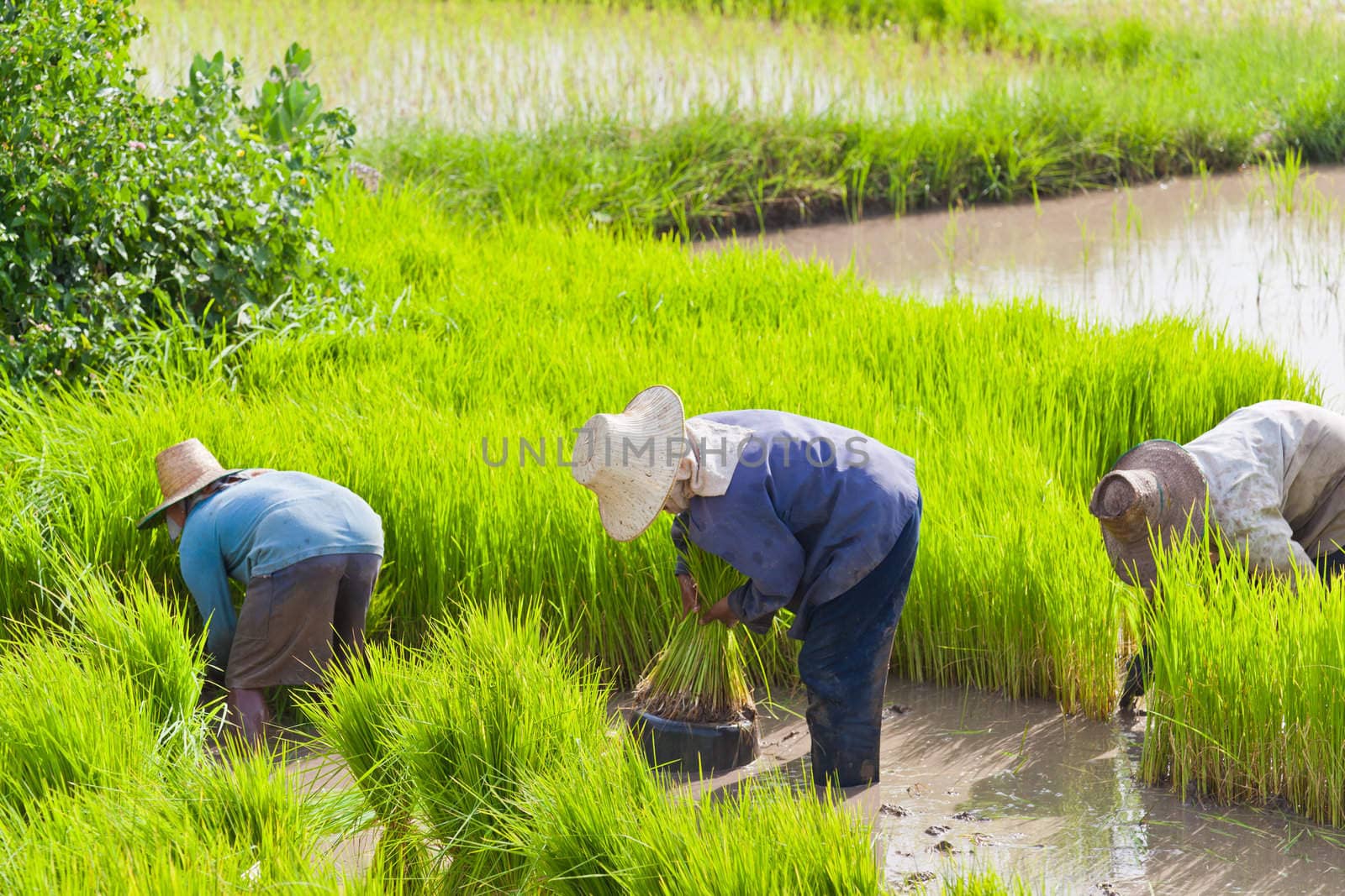 Farmer in rice field, Thailand by FrameAngel