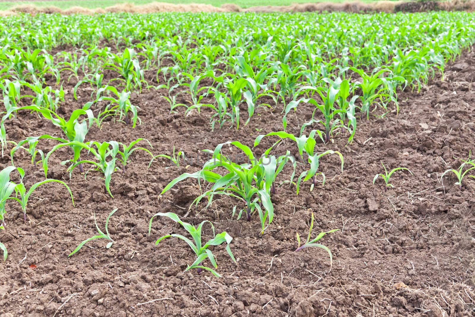 Corn field in Thailand