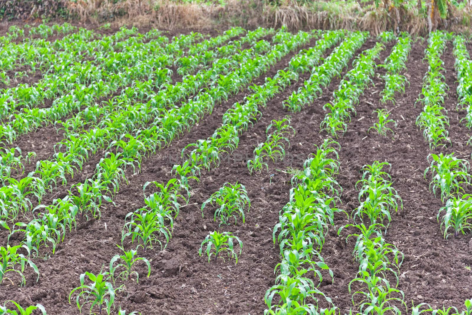 Corn field in Thailand by FrameAngel