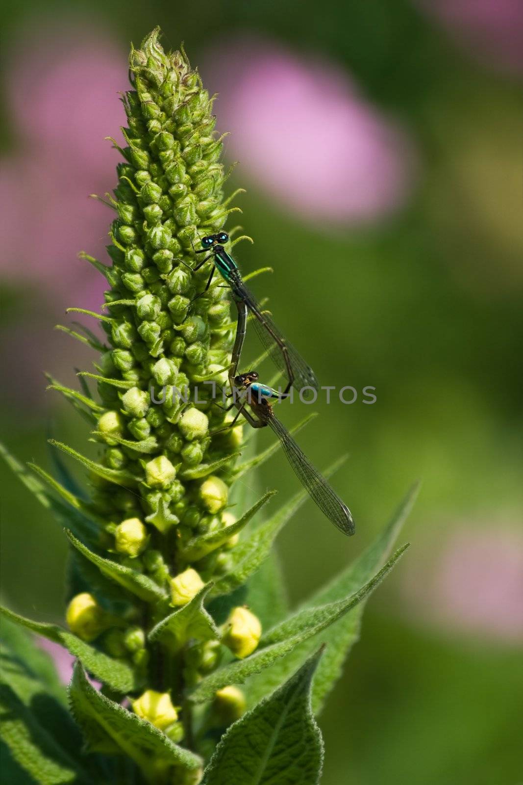 Mating azure damselflies on flowers in summer sun