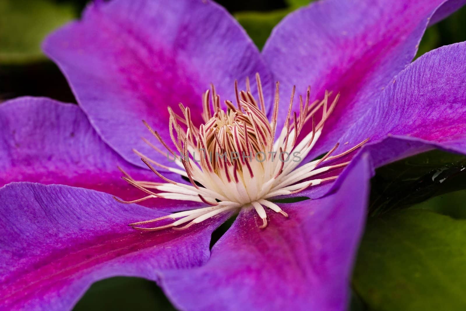 Purple and pink clematis flower in summer by Colette