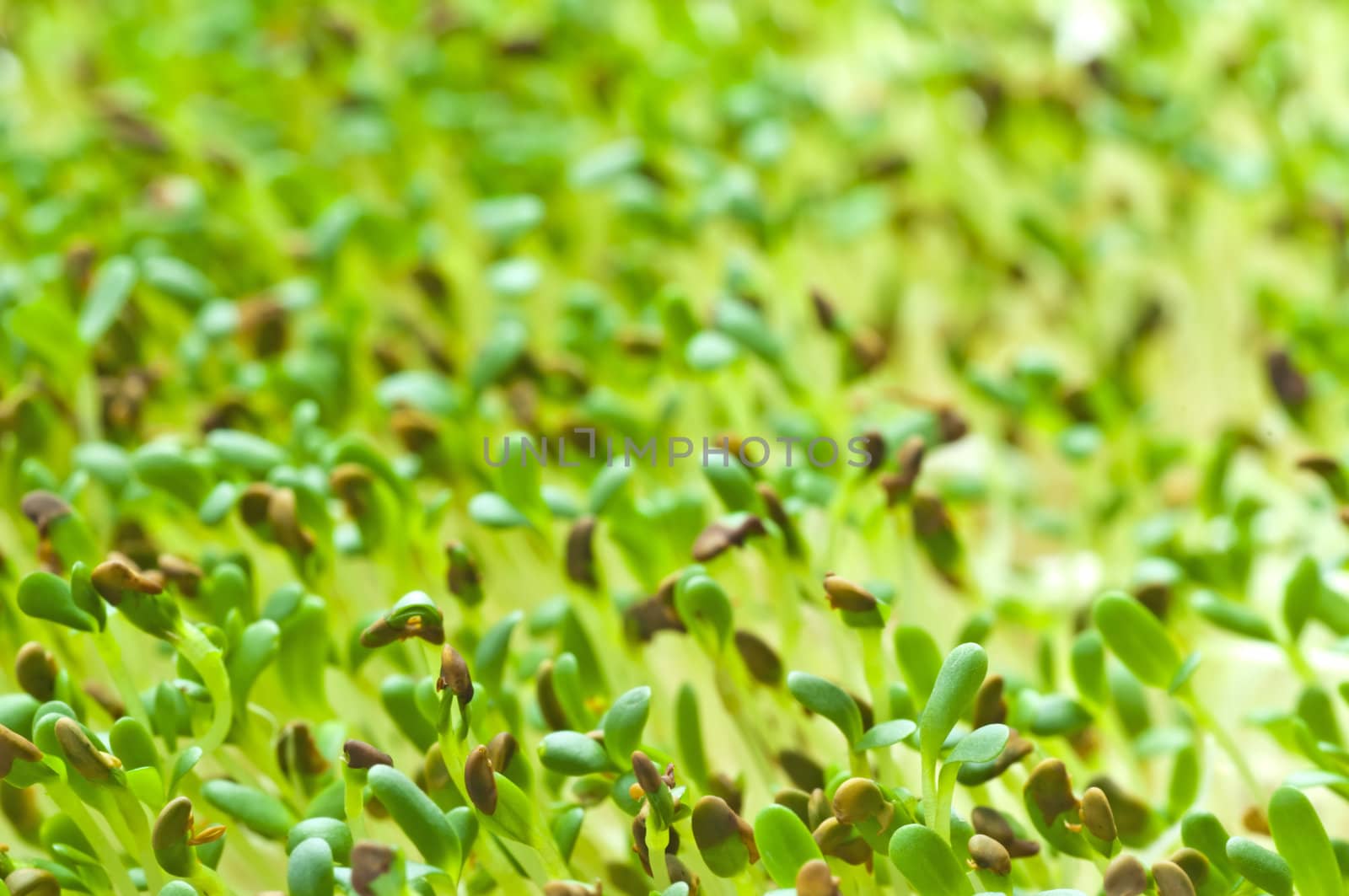alfalfa-sprouts by Jochen