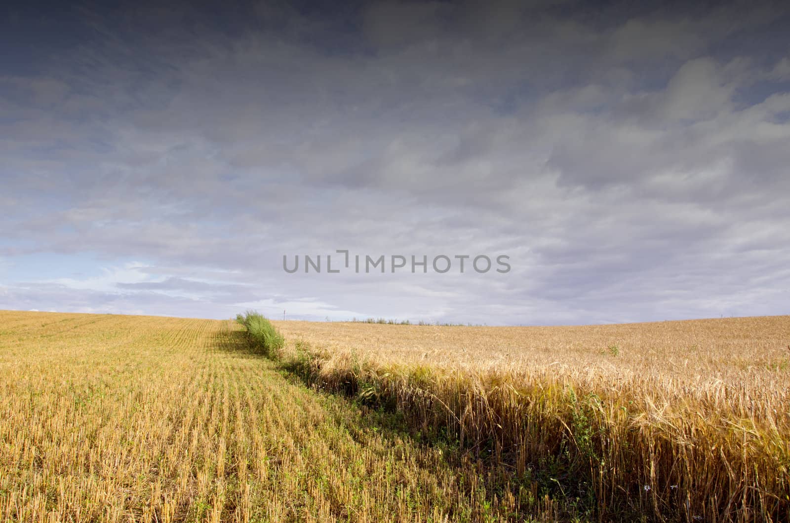 Field of cut wheat and ripped rye. Agricultural view with cloudy sky.