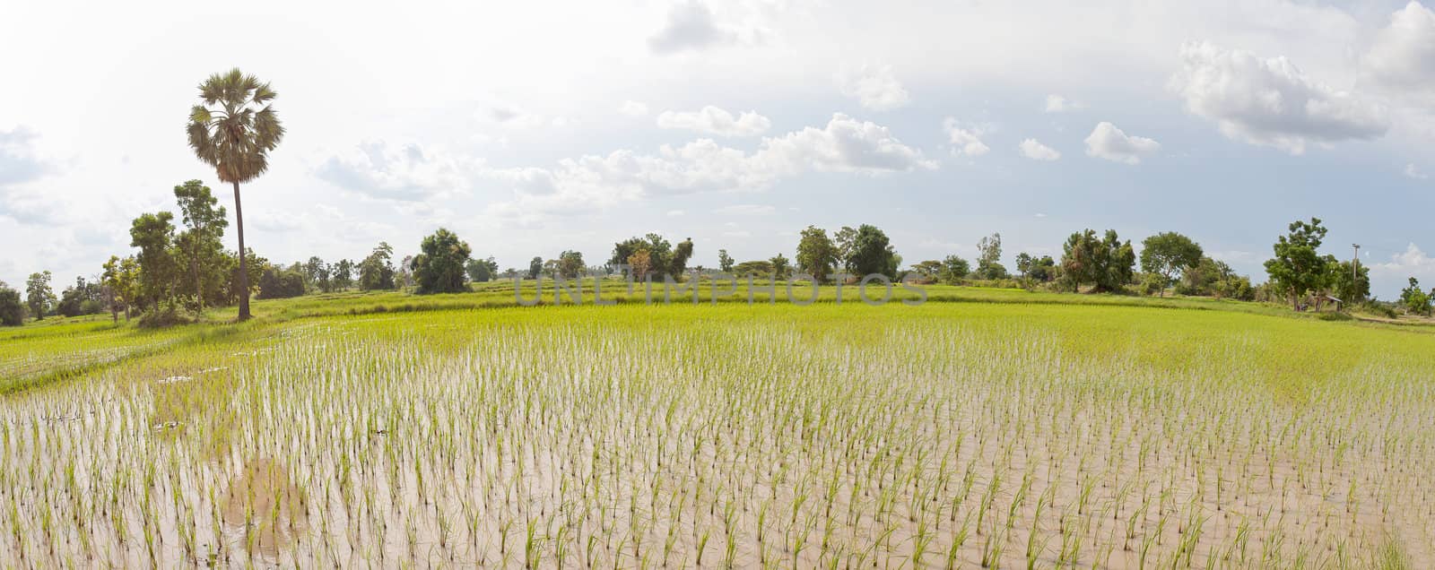 Rice field Panorma, Thailand by FrameAngel