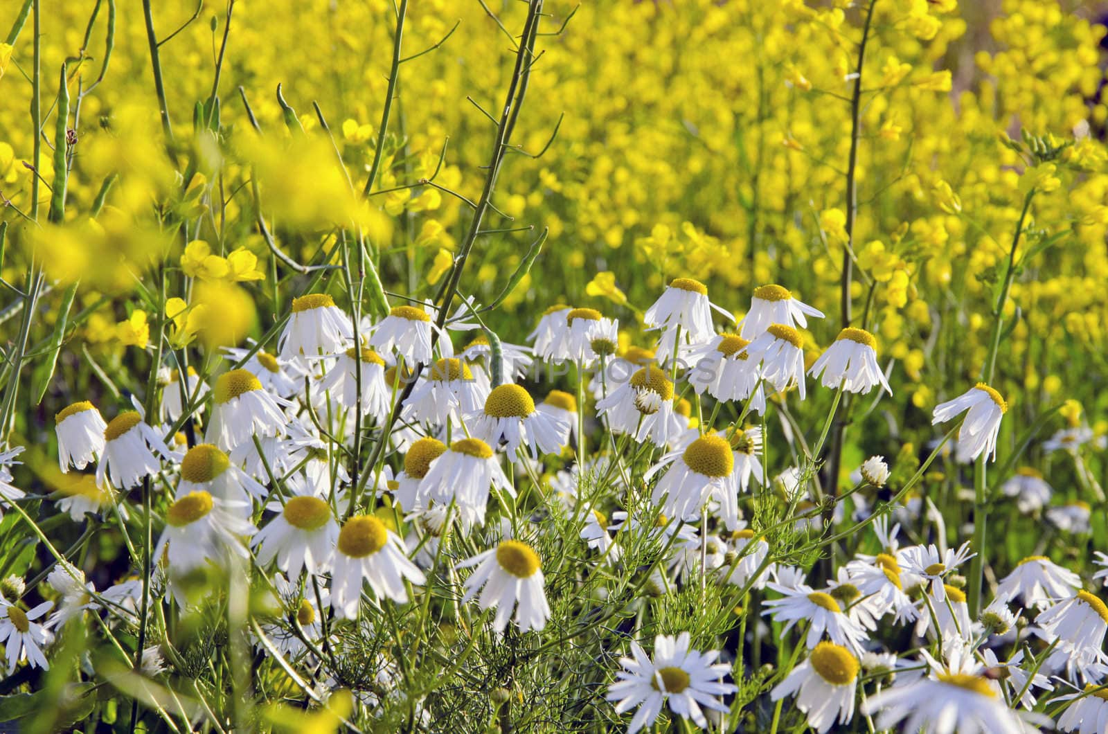 Daisy near rape field. by sauletas