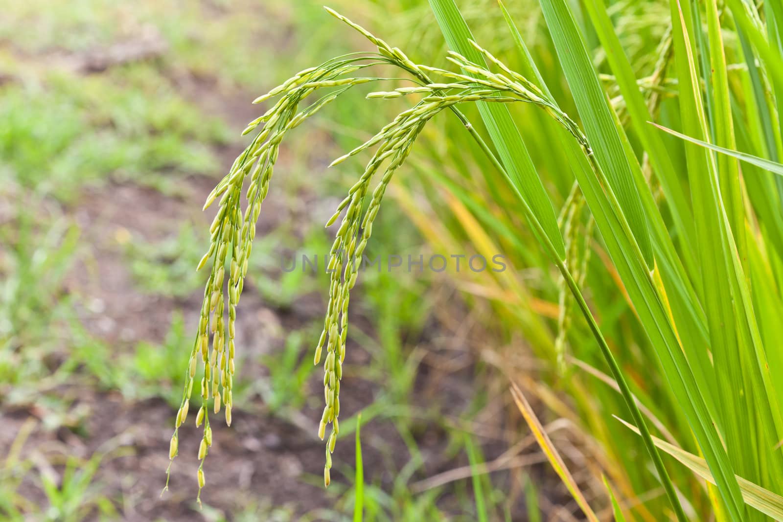 Paddy rice in field, Thailand by FrameAngel