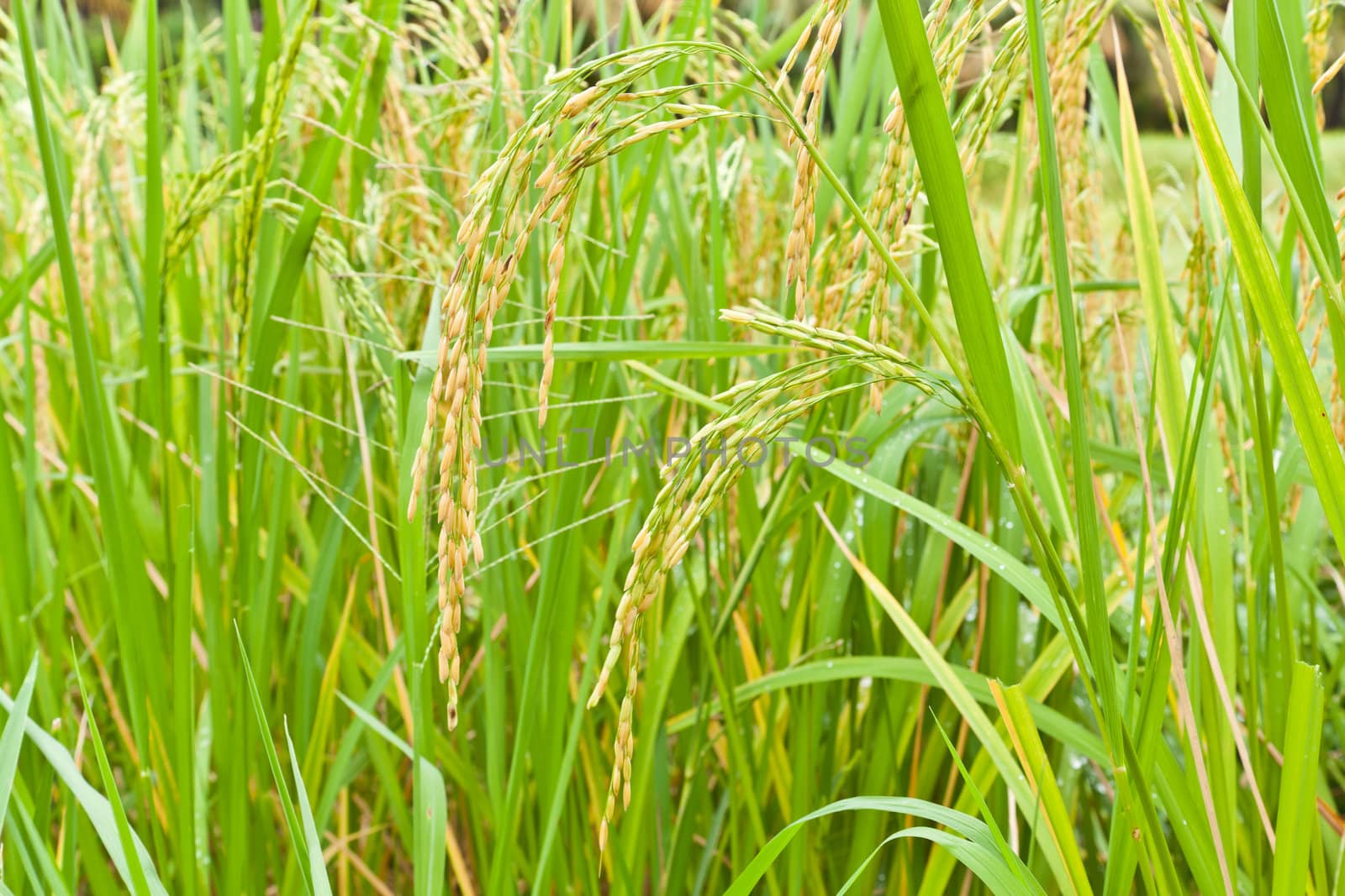 Paddy rice in field, Thailand by FrameAngel