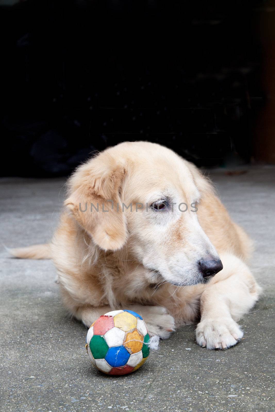 Dog, Golden Retriever and soccer ball,  looking with sad brown e by FrameAngel