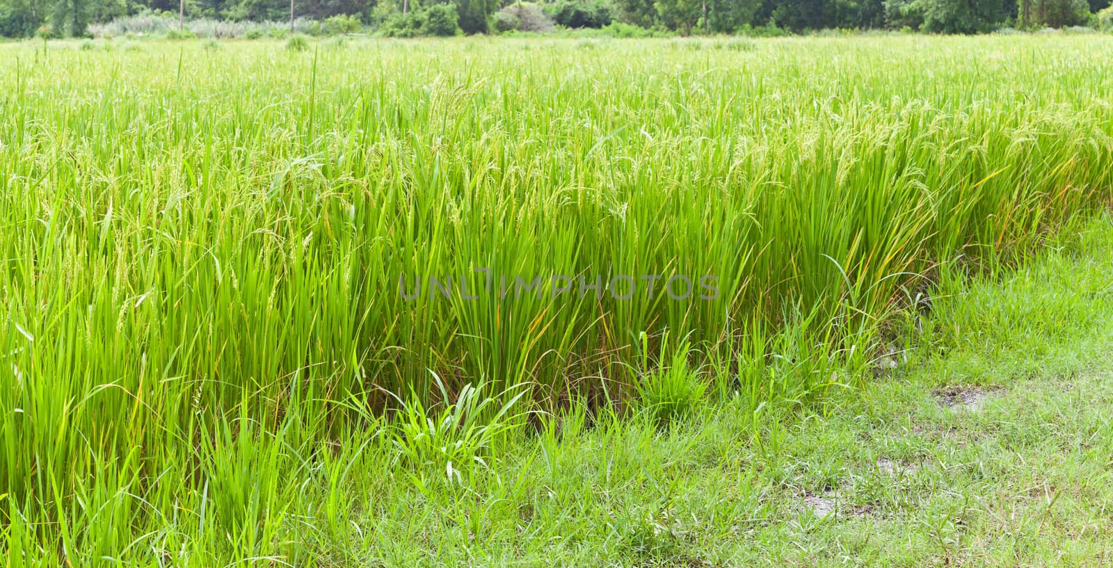 Paddy rice in field, Thailand