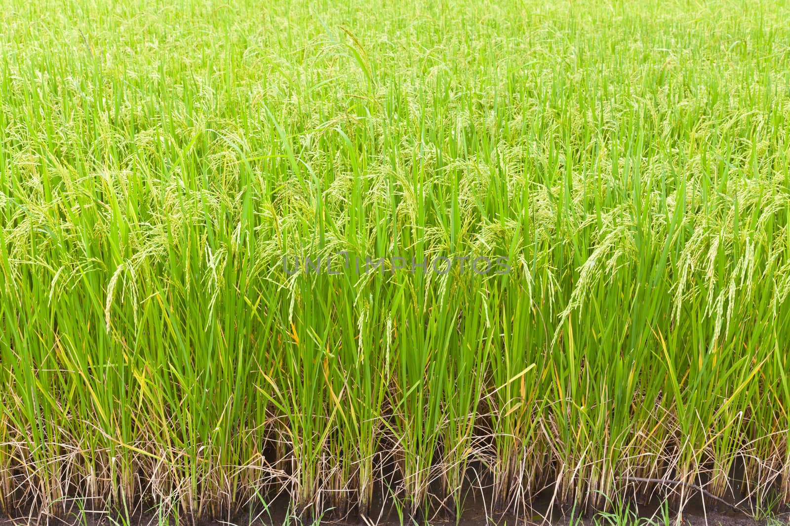 Paddy rice in field, Thailand