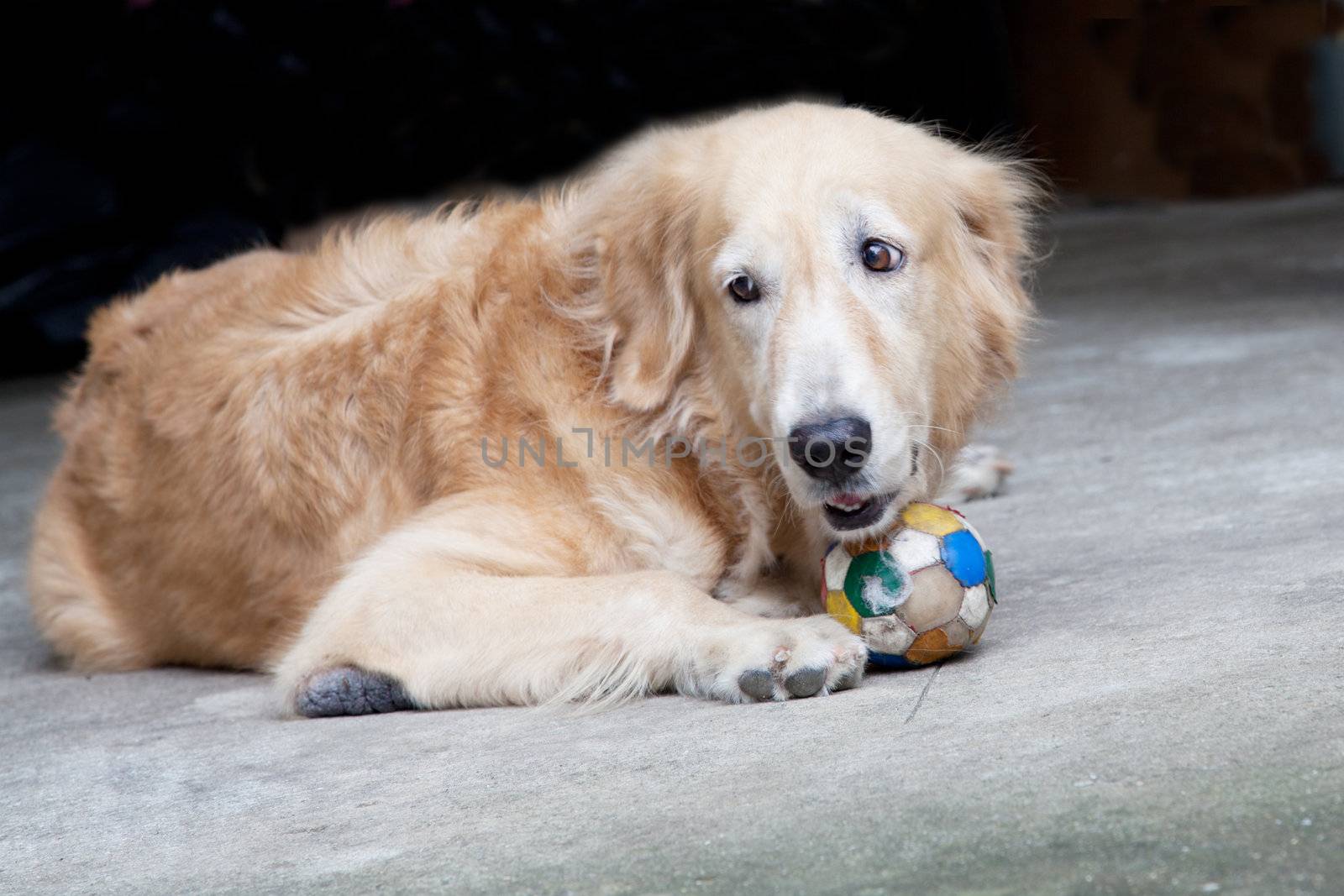 Dog, Golden Retriever and soccer ball,  looking with sad brown e by FrameAngel