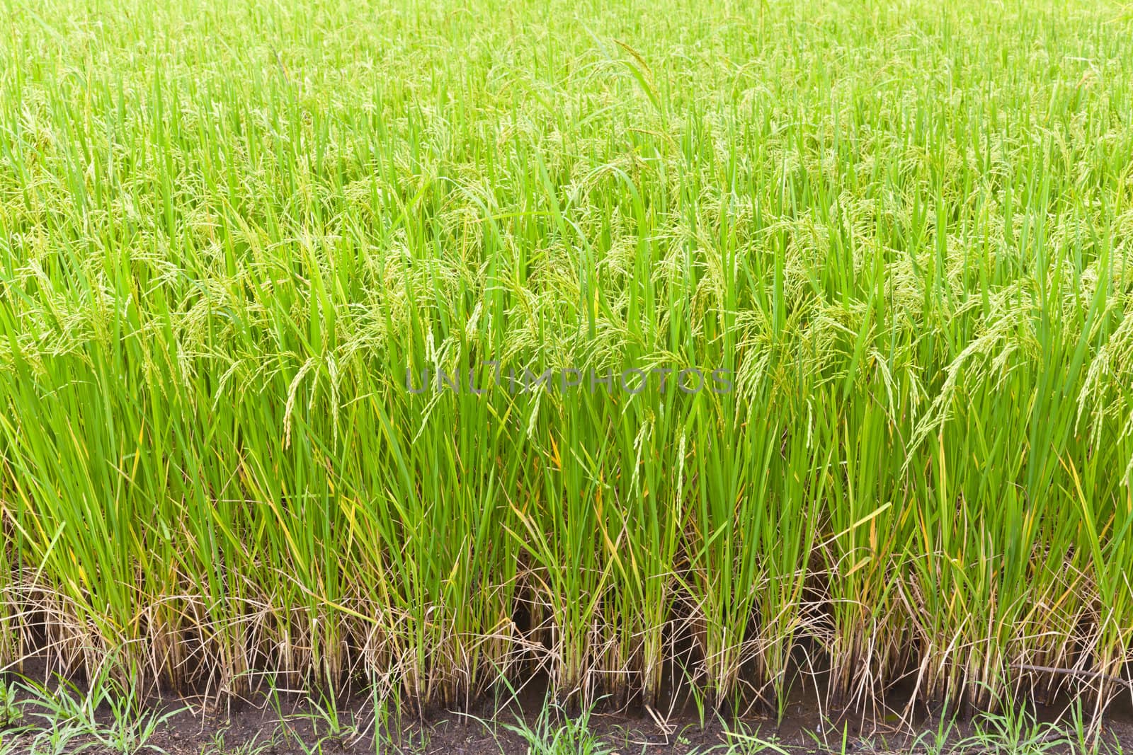 Paddy rice in field, Thailand