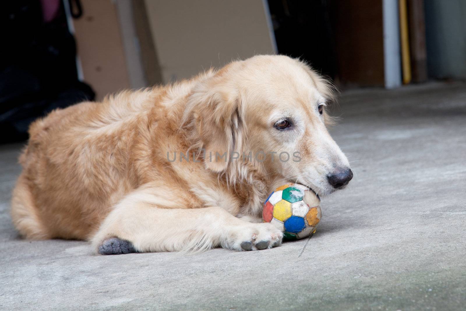 Dog, Golden Retriever and soccer ball,  looking with sad brown eyes