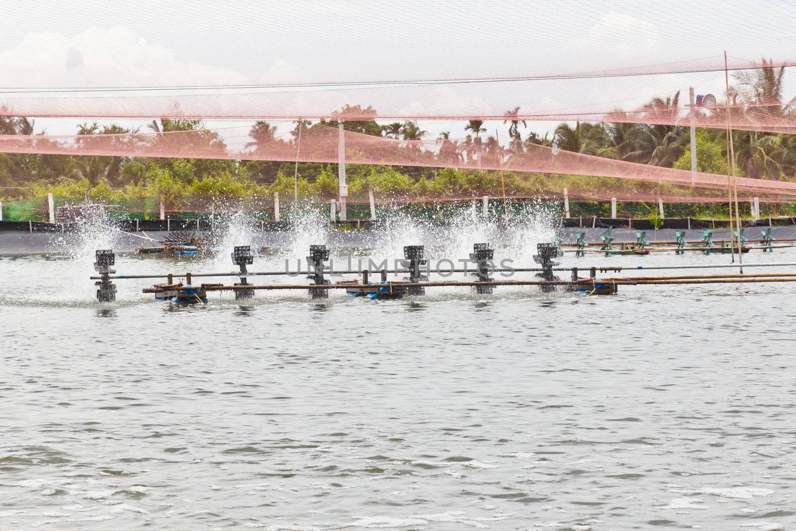 Shrimp Farms covered with nets for protection from bird, ChaChengSao, Thailand