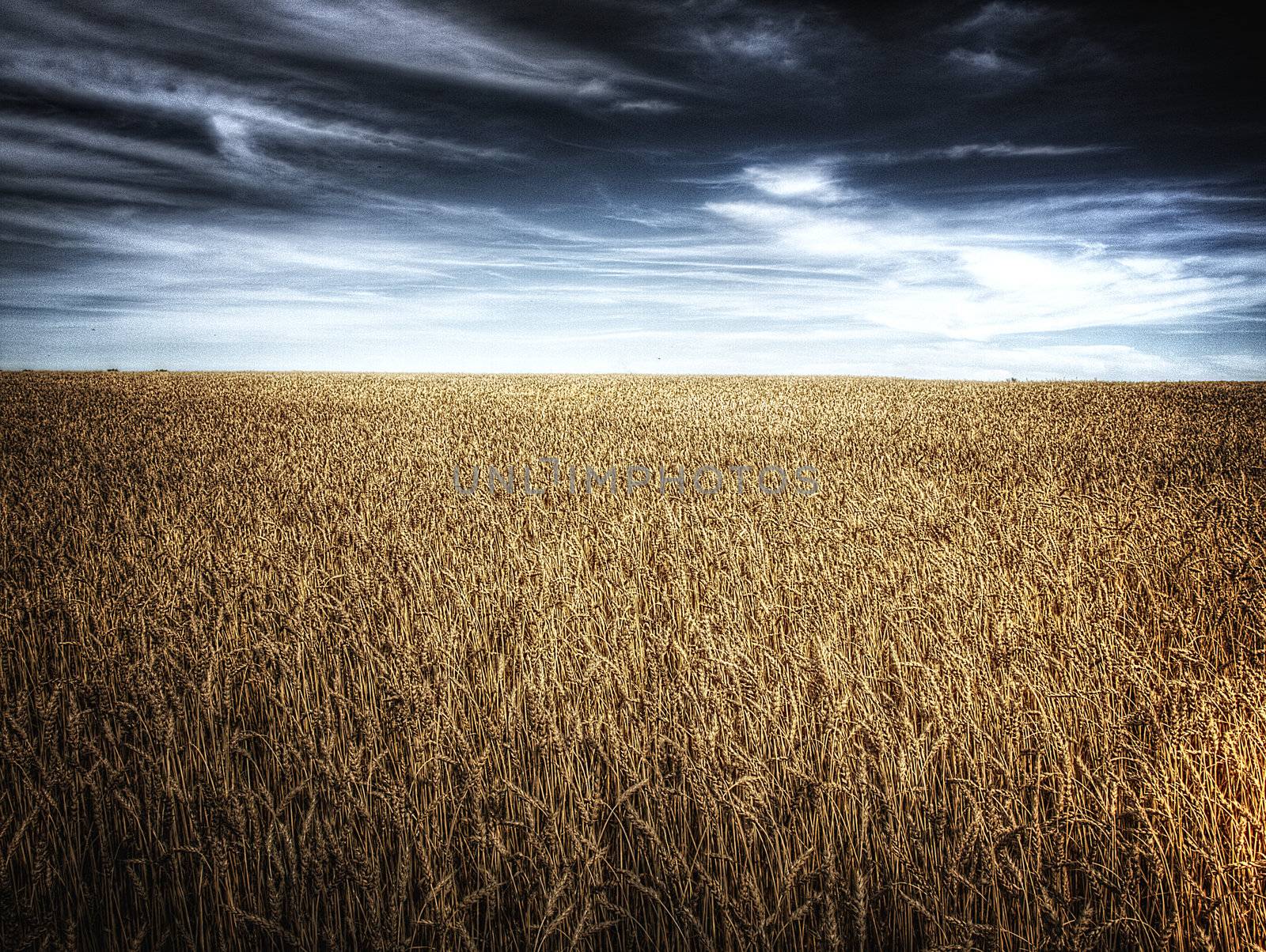 Ripe wheat field in prairie alberta early in the autumn season.