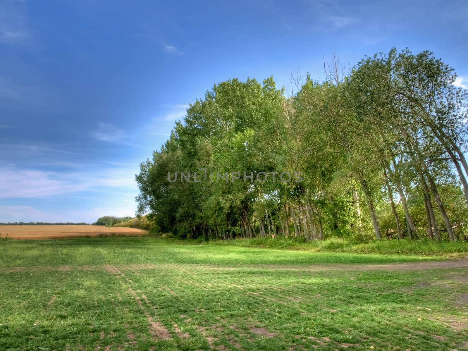 Line of trees along a grass and wheat field in rural Alberta.