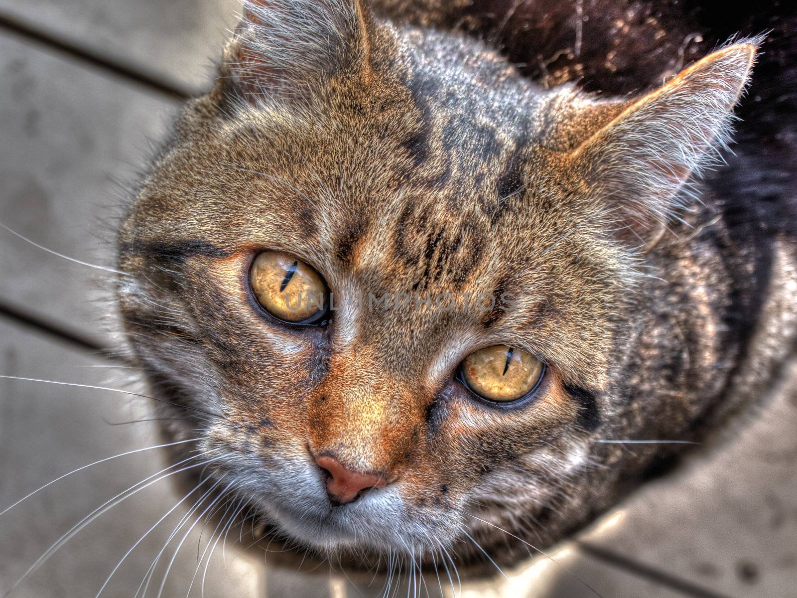 Up close shot of cat with piercing eyes processed as an HDR photo.