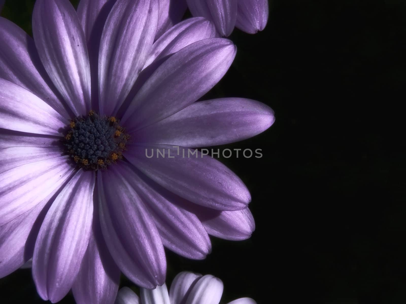 Purple flower on a black background processed as an HDR photo.