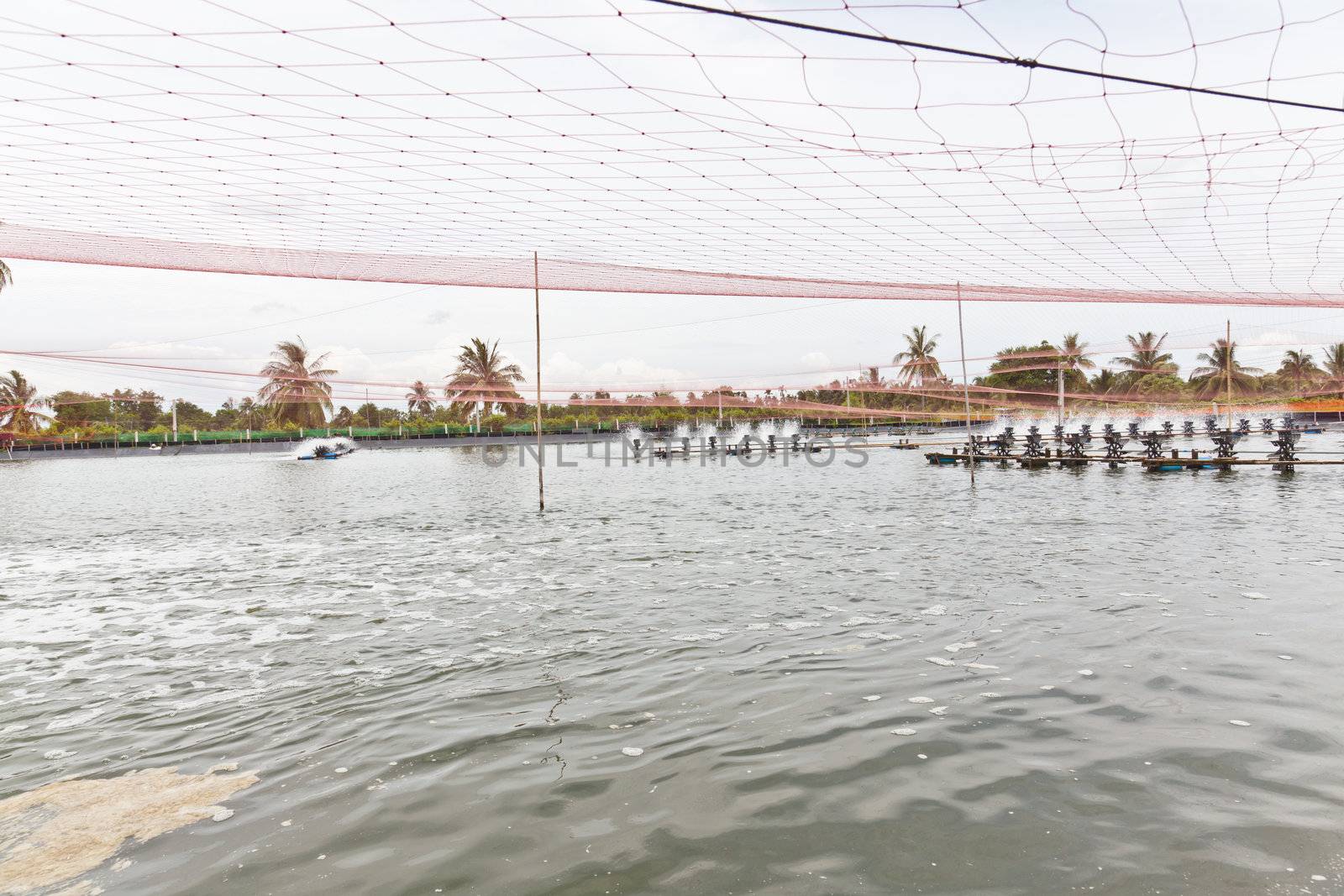 Shrimp Farms covered with nets for protection from bird, ChaChen by FrameAngel