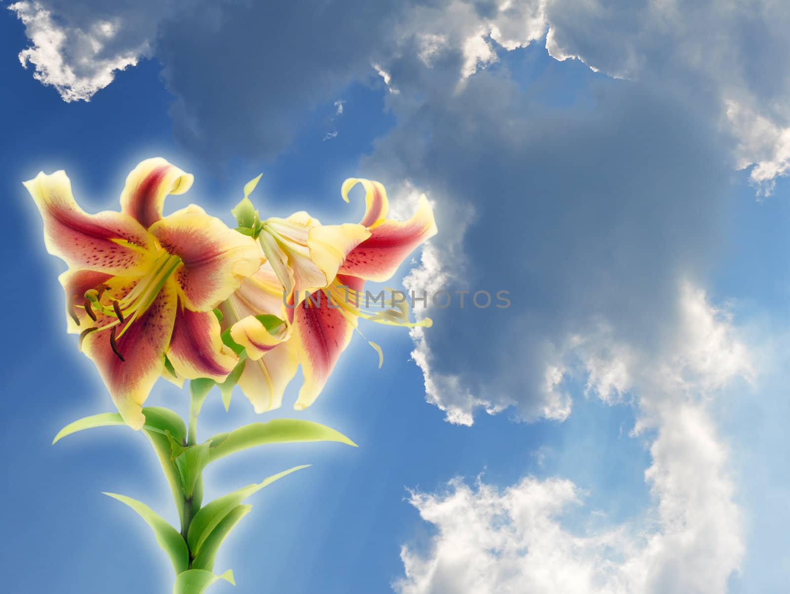 Lily flower against the blue sky with clouds