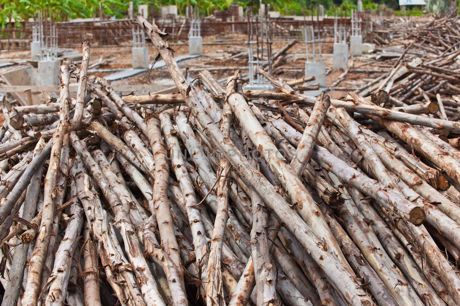 Pile of eucalyptus tree wood for construction