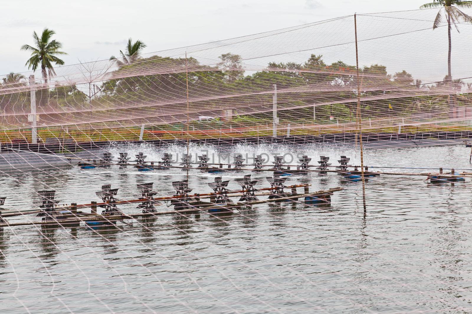 Shrimp Farms covered with nets for protection from bird, ChaChen by FrameAngel