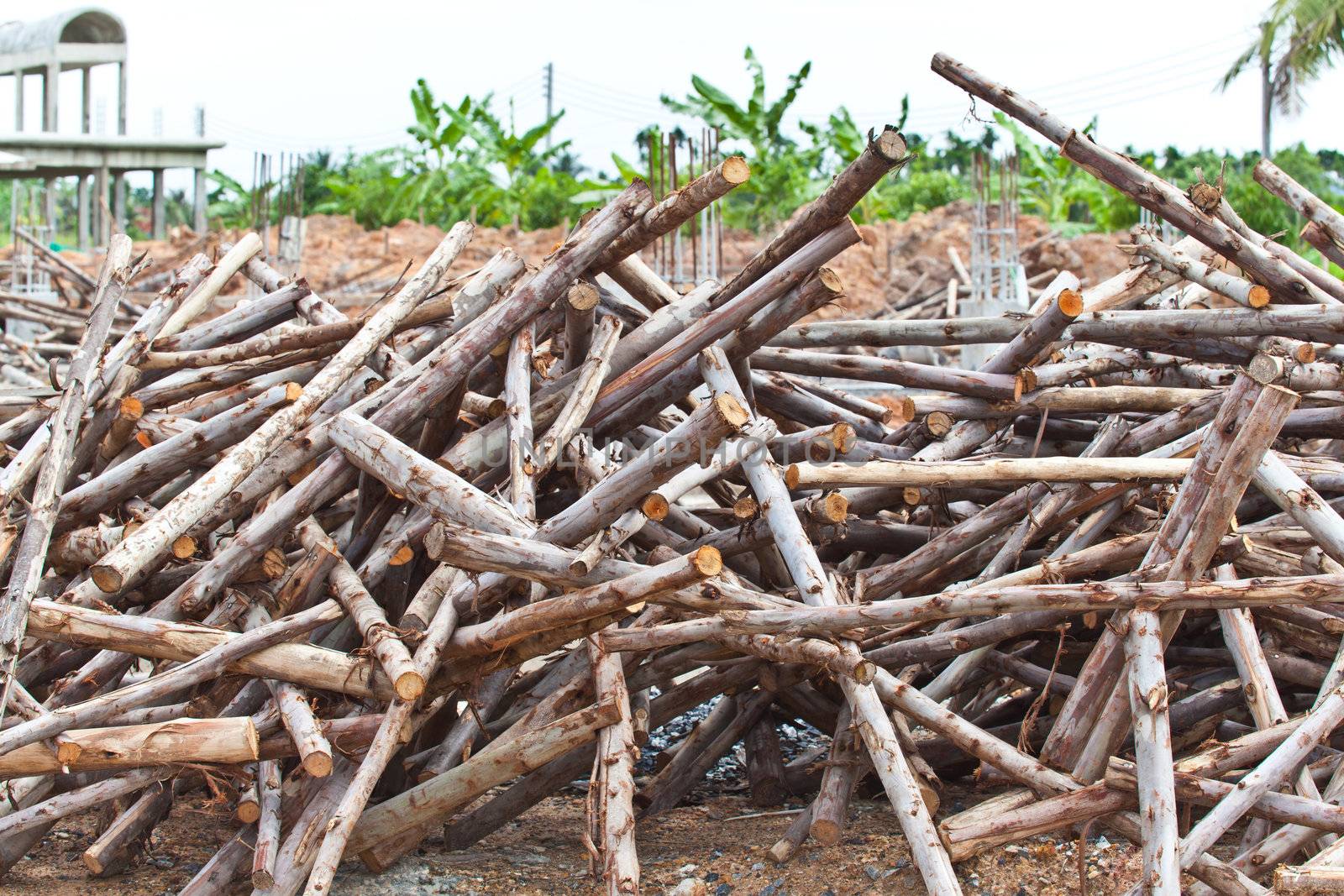 Pile of eucalyptus tree wood for construction