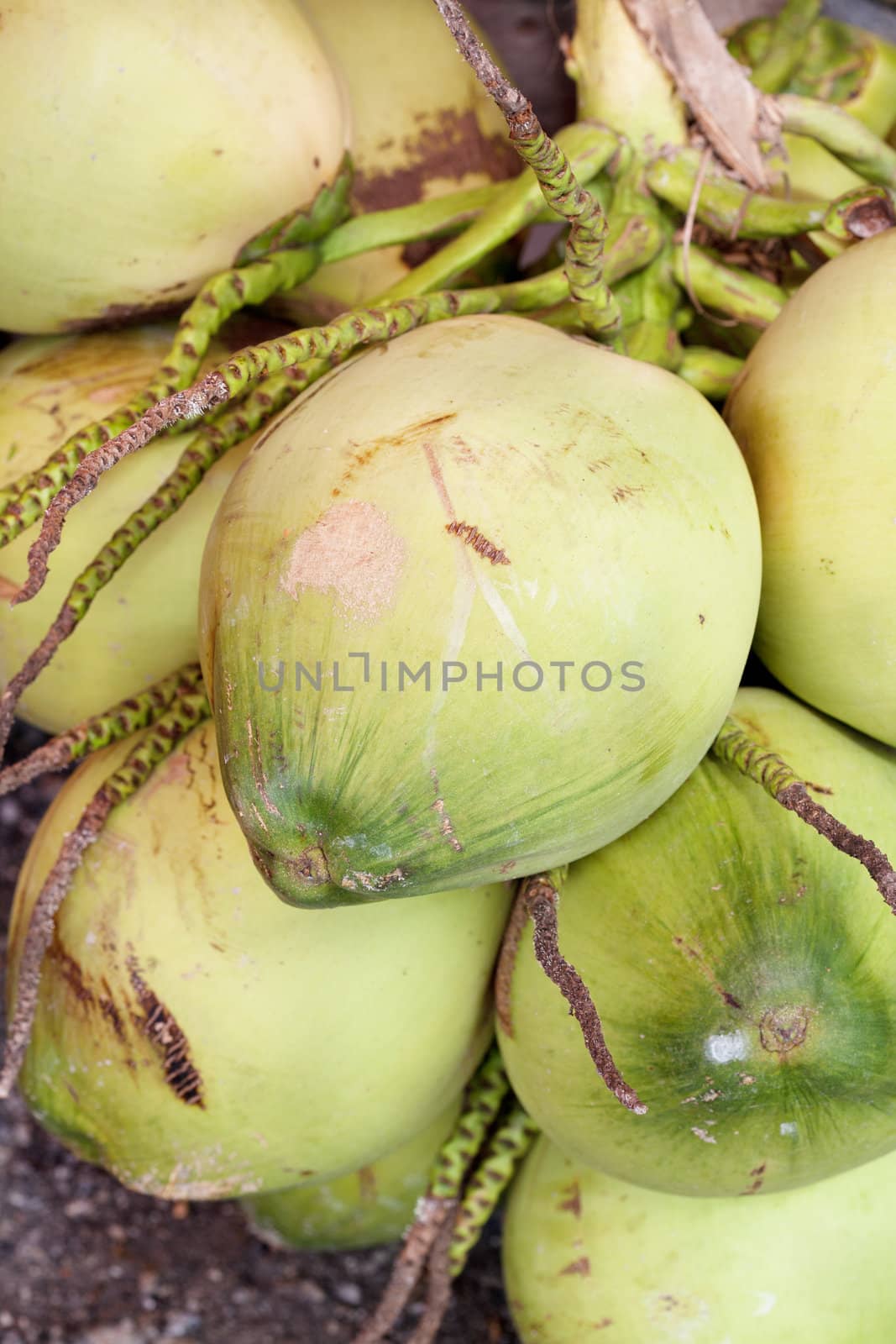 Fruit; Green Coconut