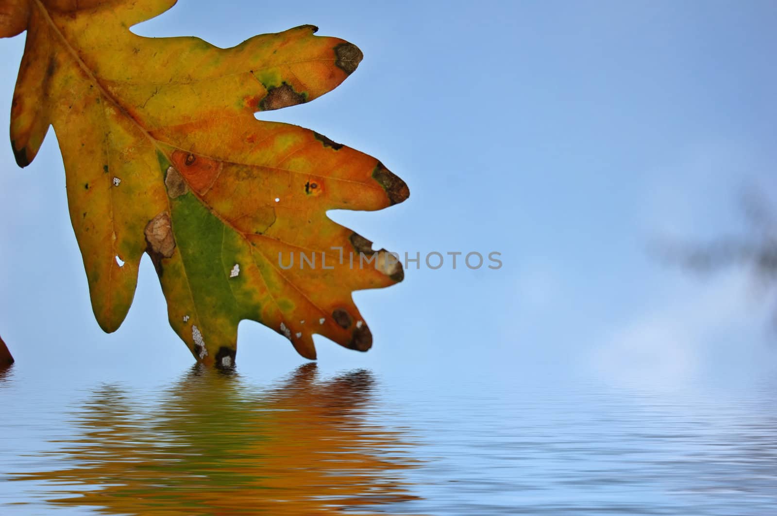 Leaves and blue sky by johnnychaos