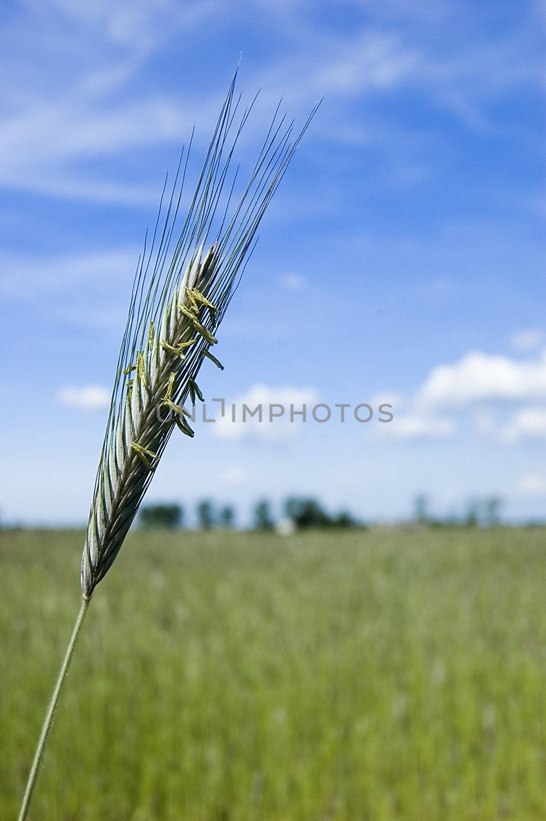 Green fresh wheat filed on spring with blue sky