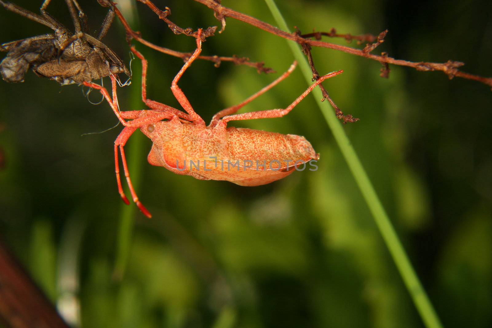Dock bug (Coreus marginatus) by tdietrich