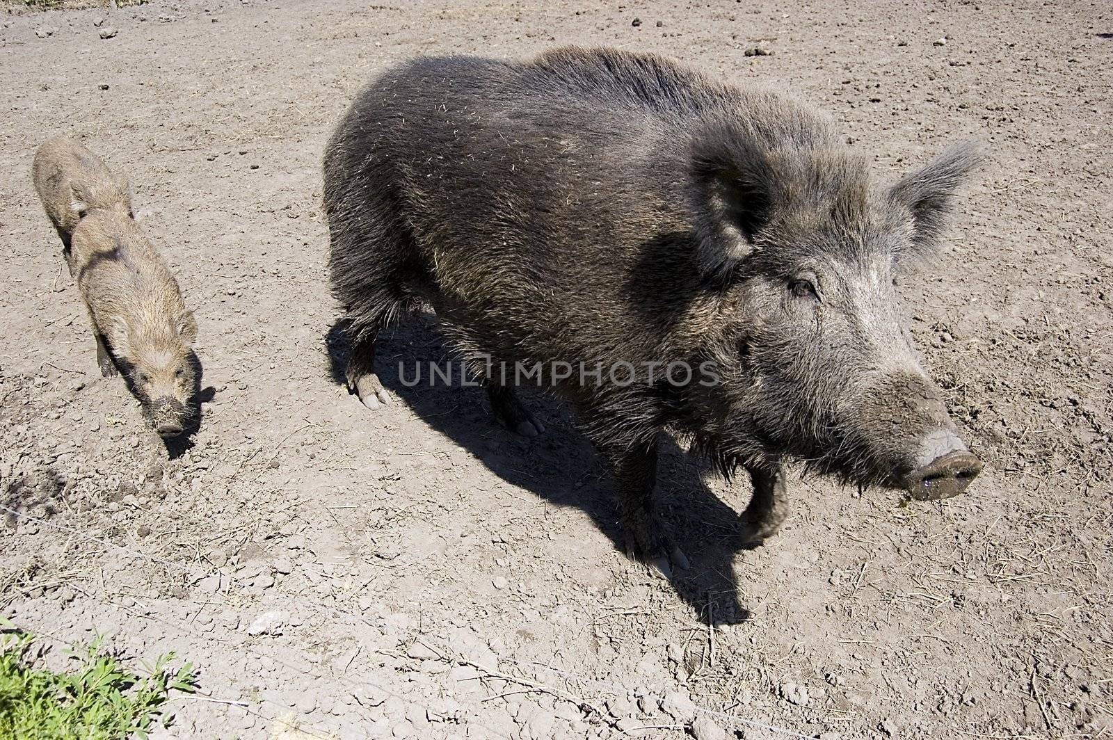 Gray wild boars family outdoors