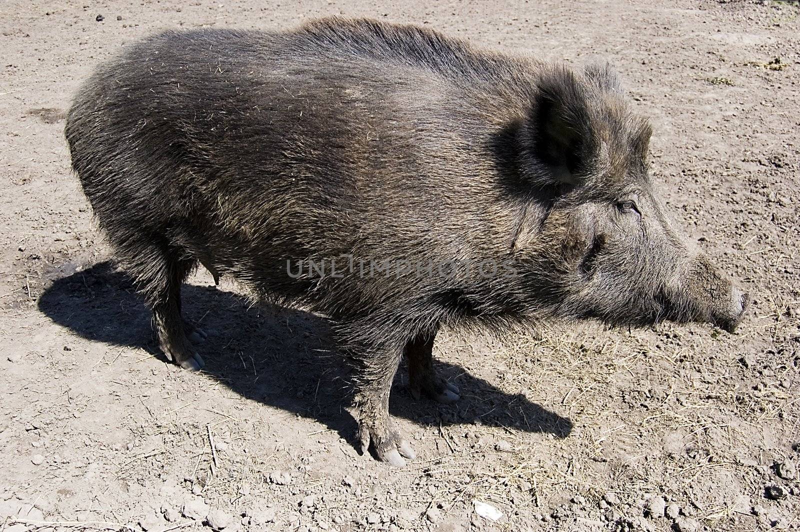 Gray wild boar outdoor photo 