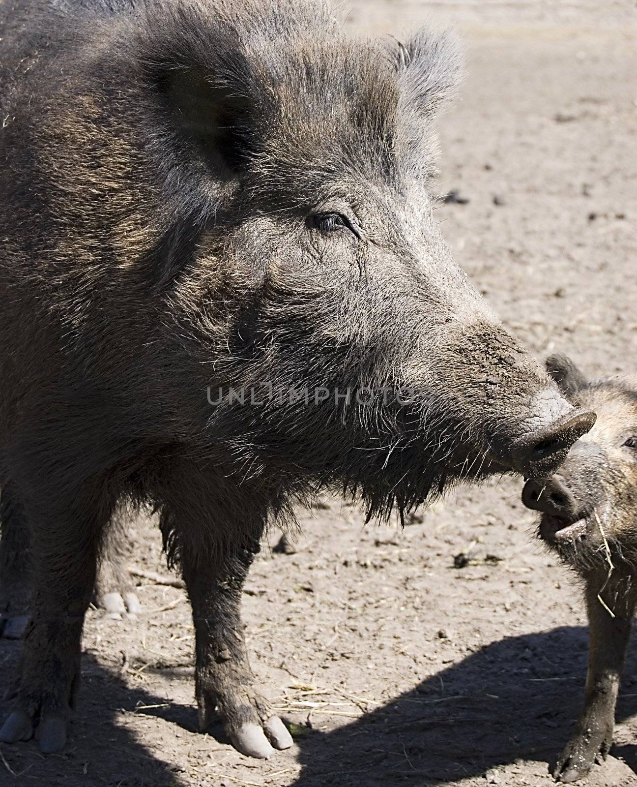 wild boars family by johnnychaos