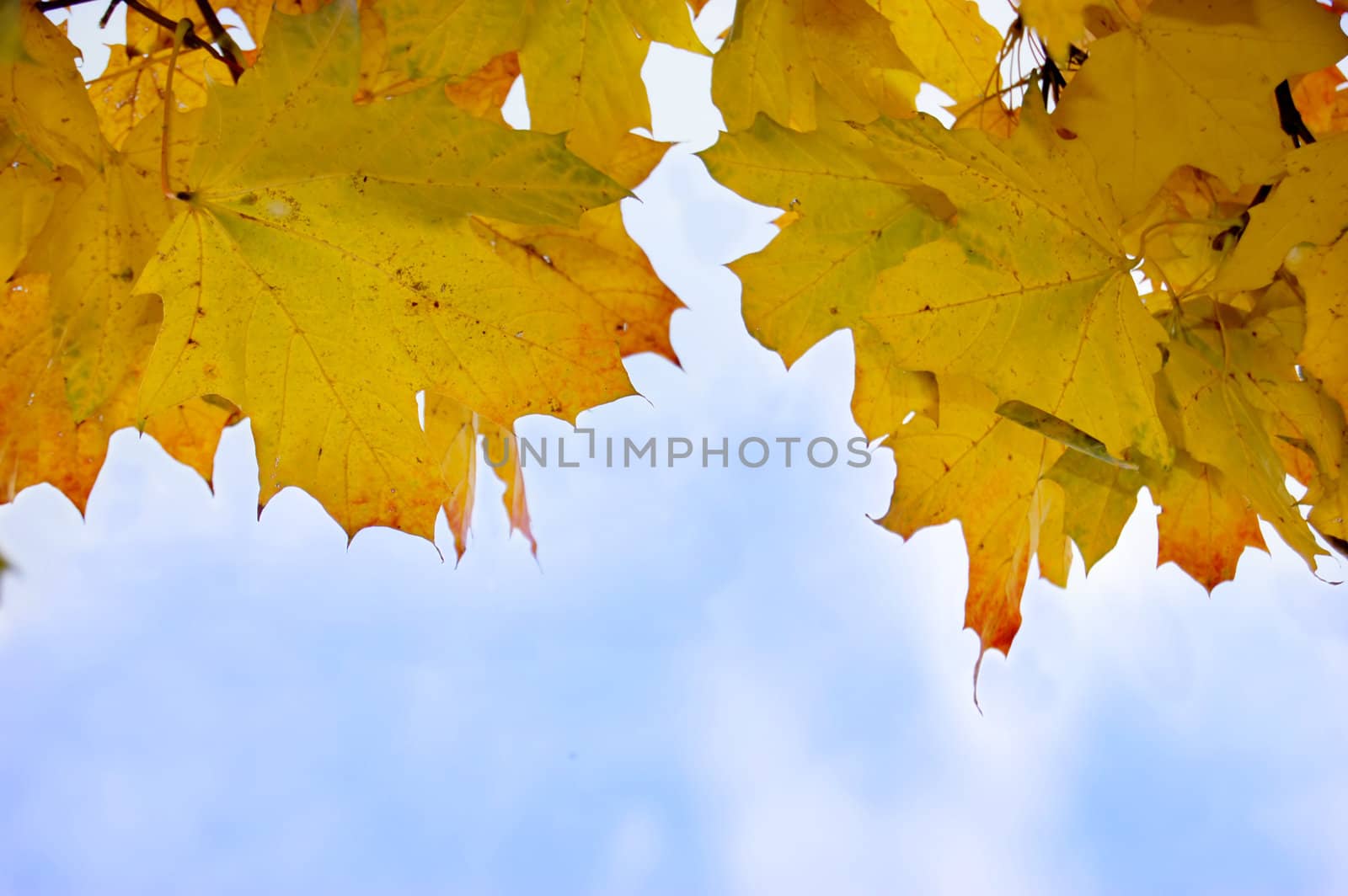 Beautiful autumn leaves against blue sky